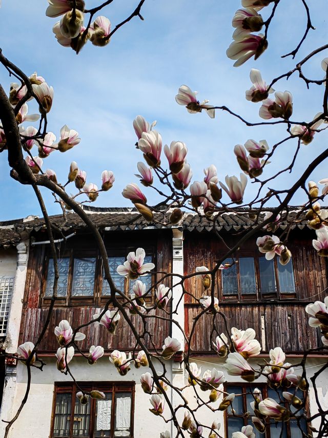 尋覓周莊古鎮的玉蘭花：春風十里的詩意旅程