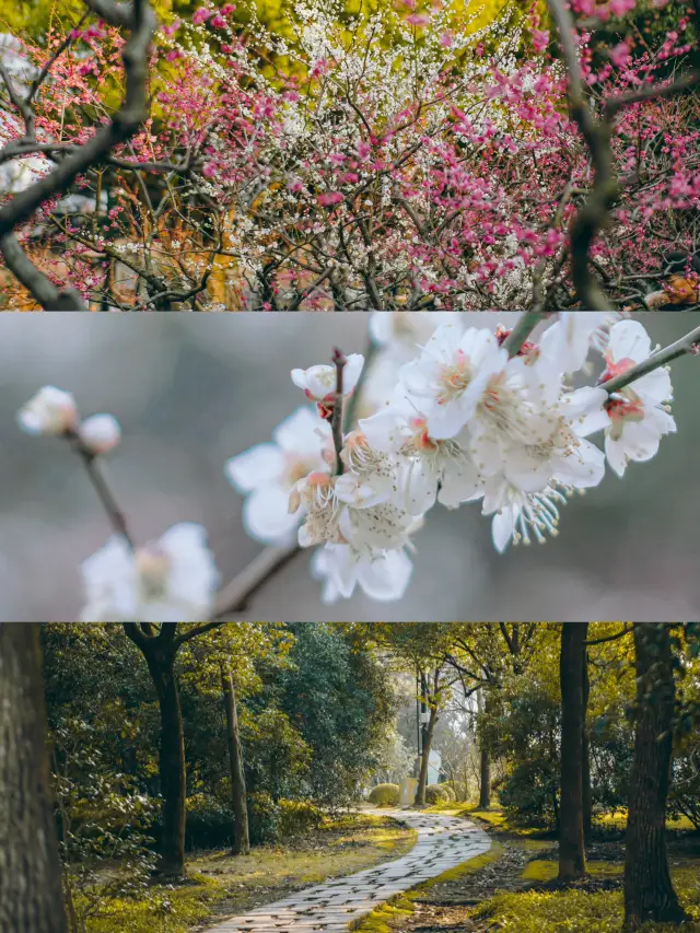 Nanjing | Why do people love small animals so much?