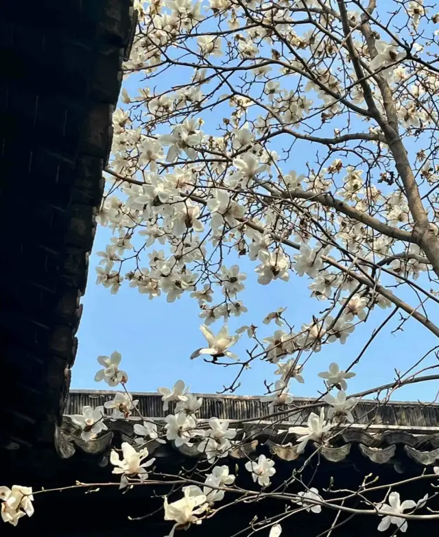 Magnolia Wonderland: Strolling through Yunguo Garden, Donglin Academy, and Xiaolouyi Garden