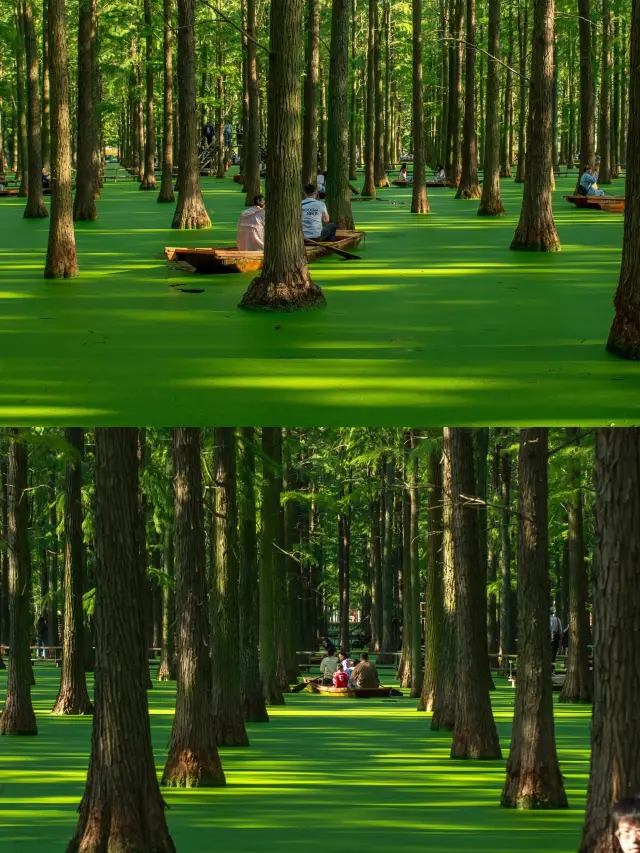Life advice must come to the oil painting-like matcha lake