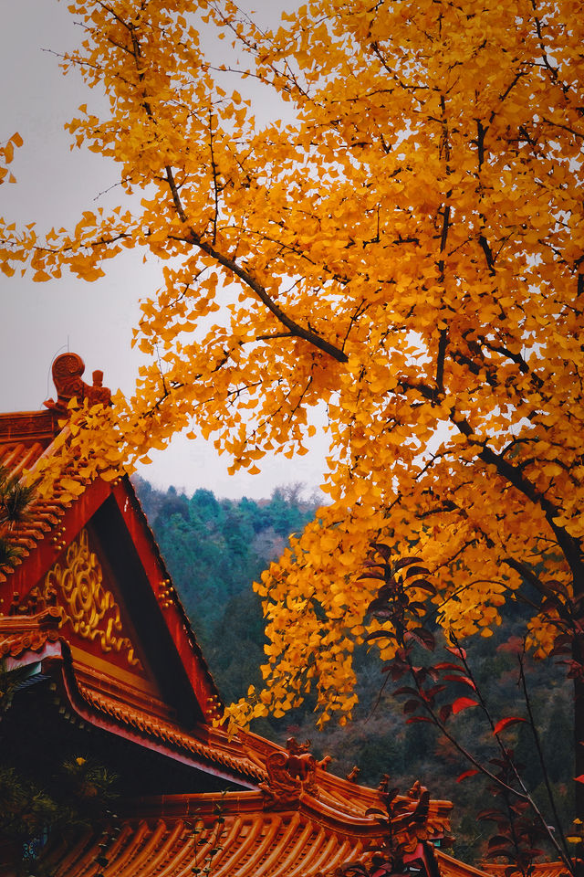 金秋未來的北京看萬山紅遍，層林盡染