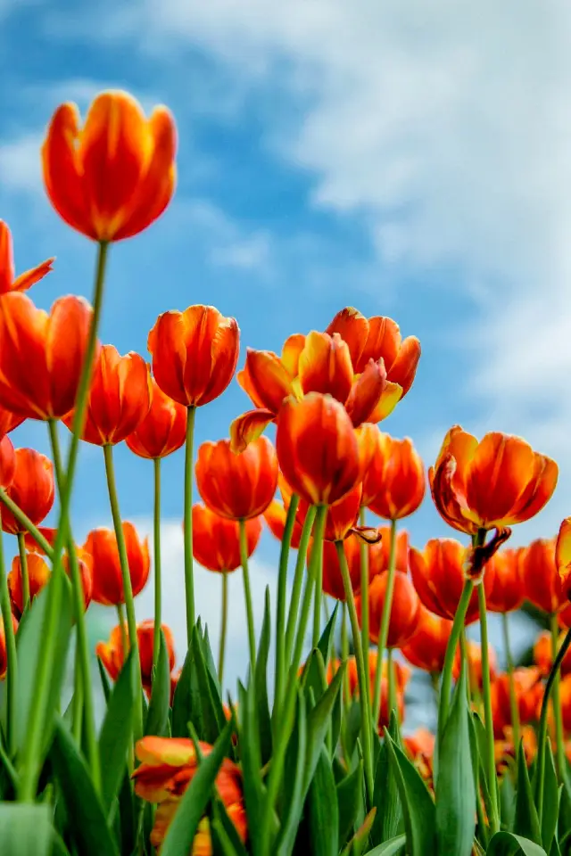 2024 Guangzhou Yuntai Garden Tulip Flower Exhibition | The tulips in Yuntai Garden are in bloom
