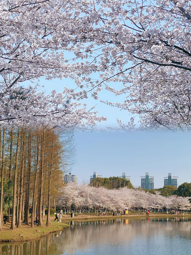 上海周邊遊！世紀公園櫻花盛放啦！