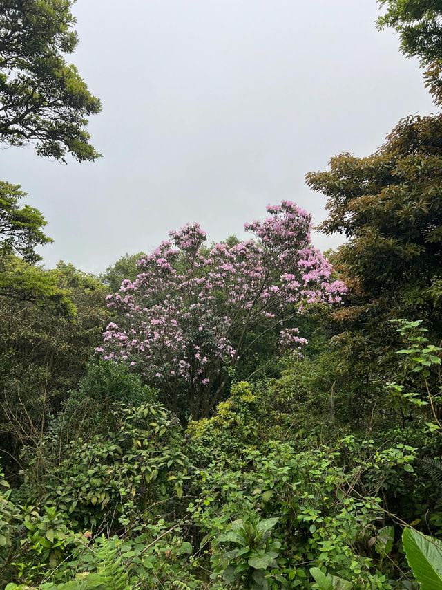 深圳輕鬆拿下梧桐山