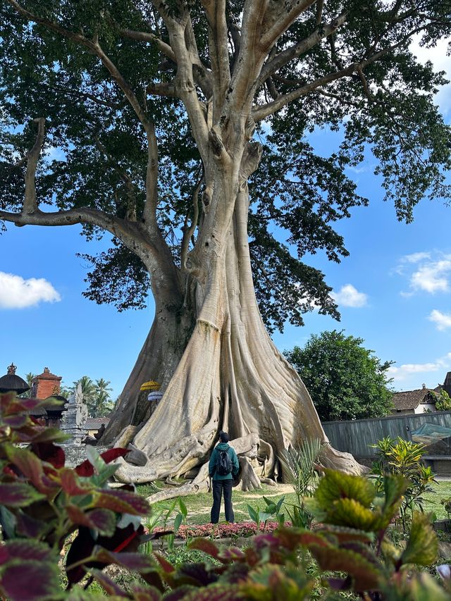 巴厘島|烏布小眾景點Bayan Ancient Tree