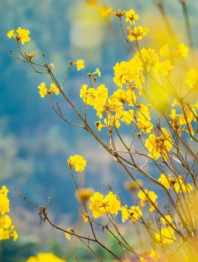 趁著花期打卡去！惠州黃花風鈴木賞花攻略來啦~