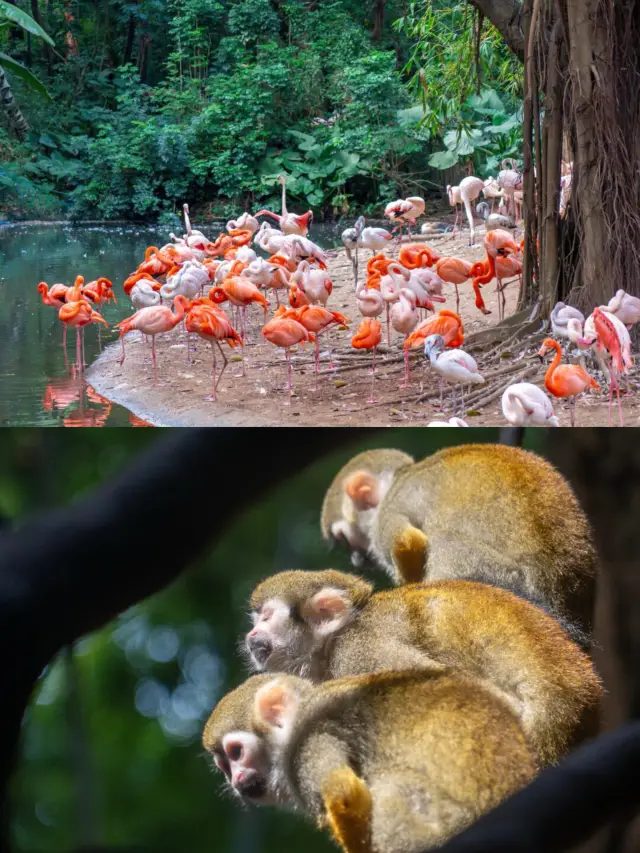 一日中に野生動物園を楽しんだ後、同じ道を戻らない