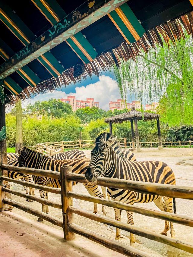 上海野生動物園一日遊｜保姆級遊玩攻略