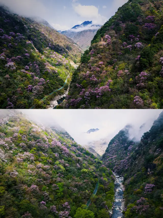 Departing from Chengdu for 4 hours | A secluded, original ecological forest secret spot for photography