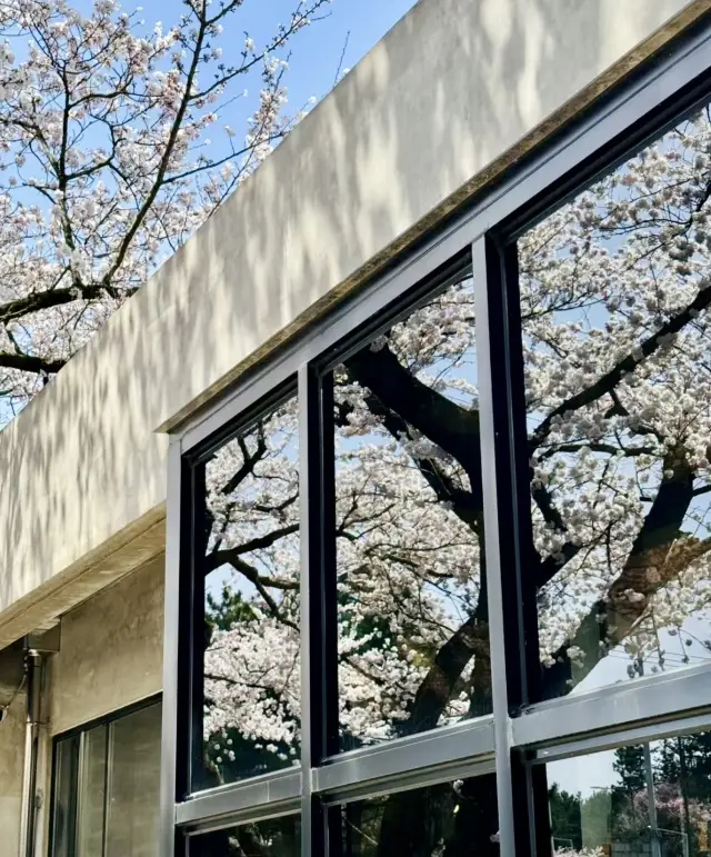 済州島の桜のリアルタイム映像「これがライブの意味です