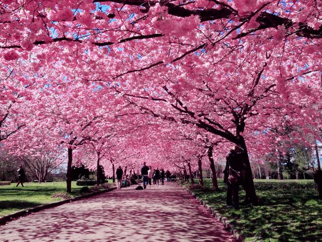 Best Sakura In Tokyo, Ueno