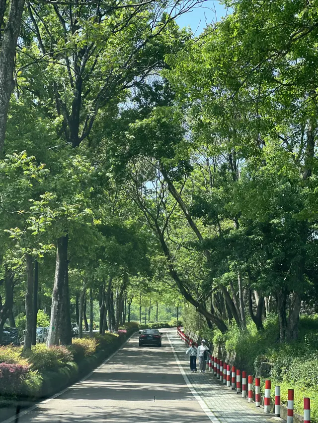 Hangzhou | Come to Meijiawu for the Labor Day holiday, and experience the slow life of a tea village~