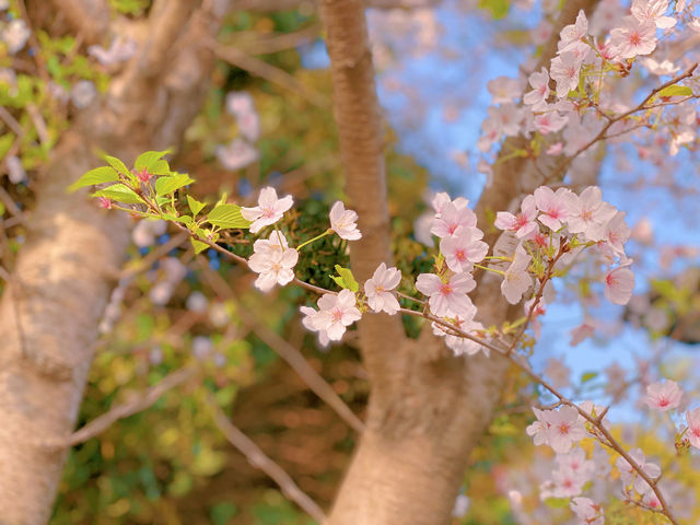 虞山櫻花步道，密恐福音