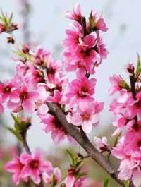 Peach Blossom Season in Hubei 🌸