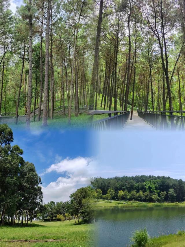 永安湖城市森林公園：地鐵公交直達，盡享湖光山色與森林秘境！