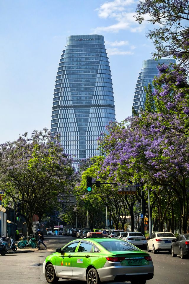 國華街上藍花楹
