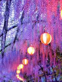 Wisteria Wonder in Fukuoka: A Floral Fiesta 🌸🎉