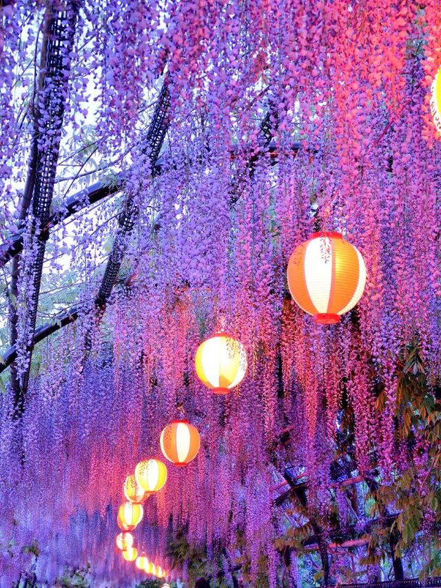 Wisteria Wonder in Fukuoka: A Floral Fiesta 🌸🎉
