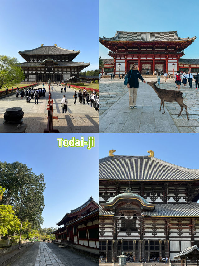 Nara Park Guide～ Day Trip from Kyoto 🦌🇯🇵