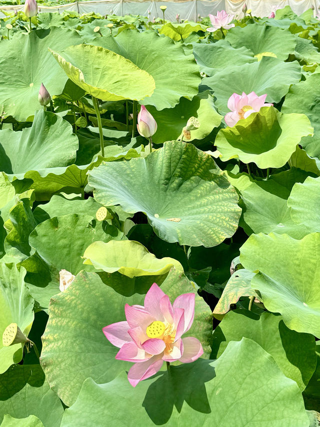 週末去哪兒22｜夏天就要看荷花！