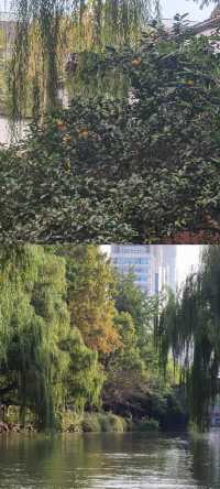 壩子橋～水鄉美
