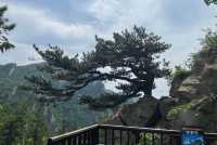 別錯過！南陽出發，西峽老界嶺夏季避暑全攻略！