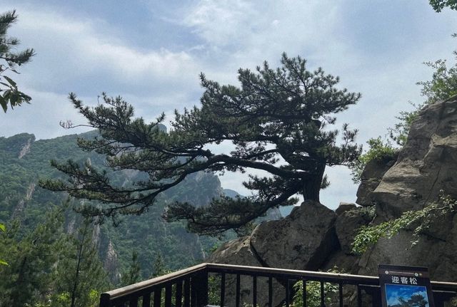 別錯過！南陽出發，西峽老界嶺夏季避暑全攻略！