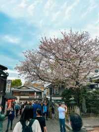 Kyoto: Best Cherry Blossom Photo Locations 🌸