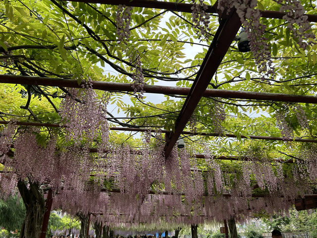上海嘉定賞花好去處推薦，紫藤園