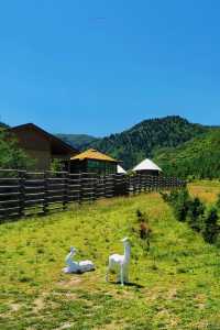 林深時見鹿 甘肅蘭州附近的高山鹿場與梅花親密接觸