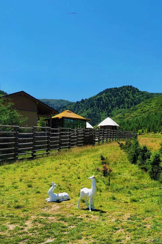 林深時見鹿 甘肅蘭州附近的高山鹿場與梅花親密接觸