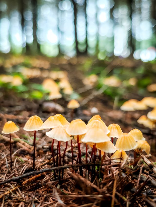 雨後小平梁蘑菇研學