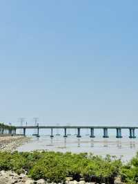 夏日再出發深圳，機場附近的寶安紅樹林公園我拍到了人生瞬間畫