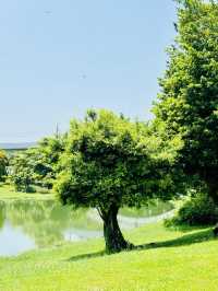 夏日再出發深圳，機場附近的寶安紅樹林公園我拍到了人生瞬間畫