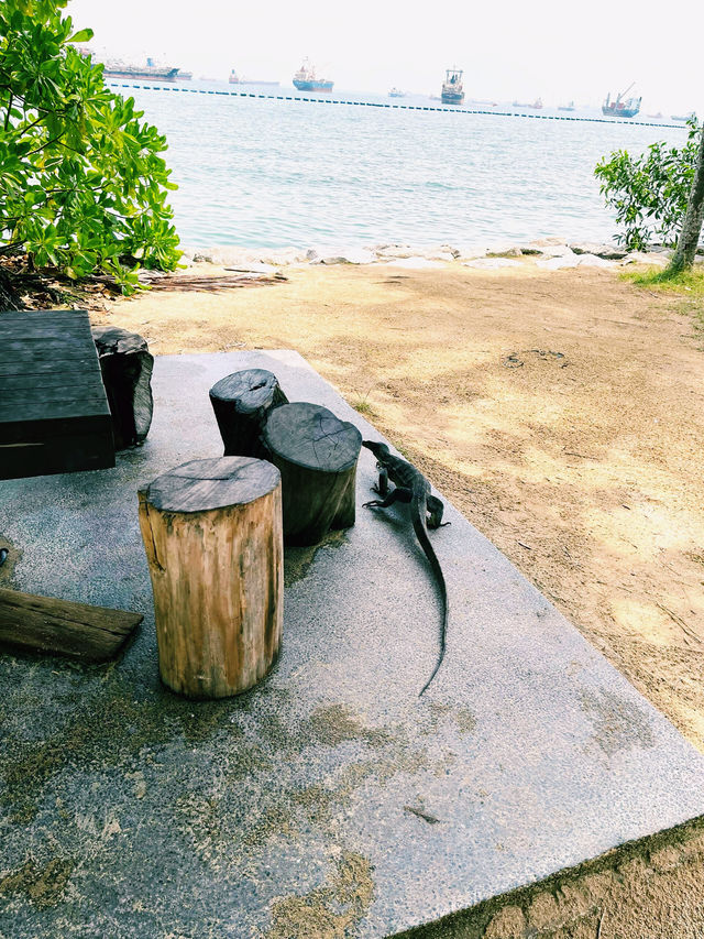 魅力獅城，夢幻聖淘沙｜邂逅新加坡的熱帶海島風情。