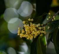 杭州桂花究竟何時來臨，「香飄杭城」呢？