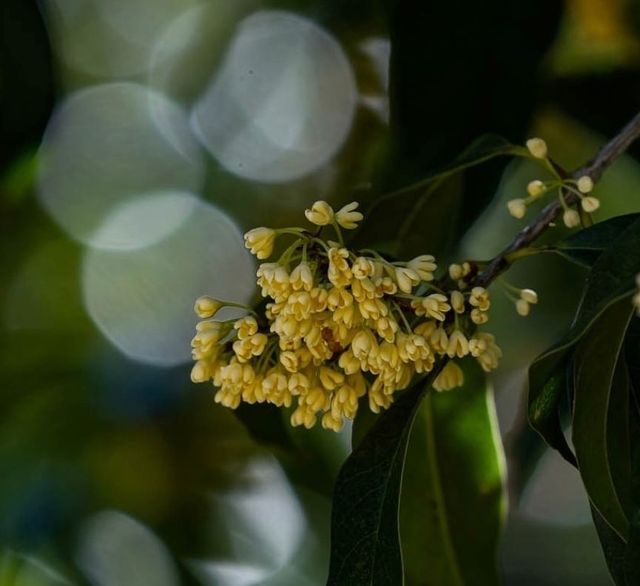 杭州桂花究竟何時來臨，「香飄杭城」呢？