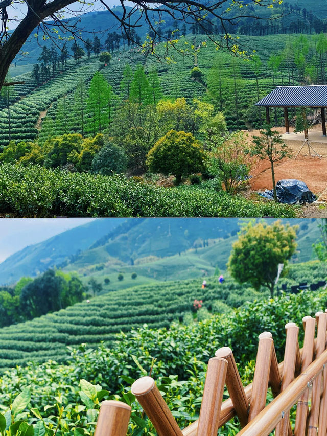 安吉之旅，邂逅最美「一片葉子」。