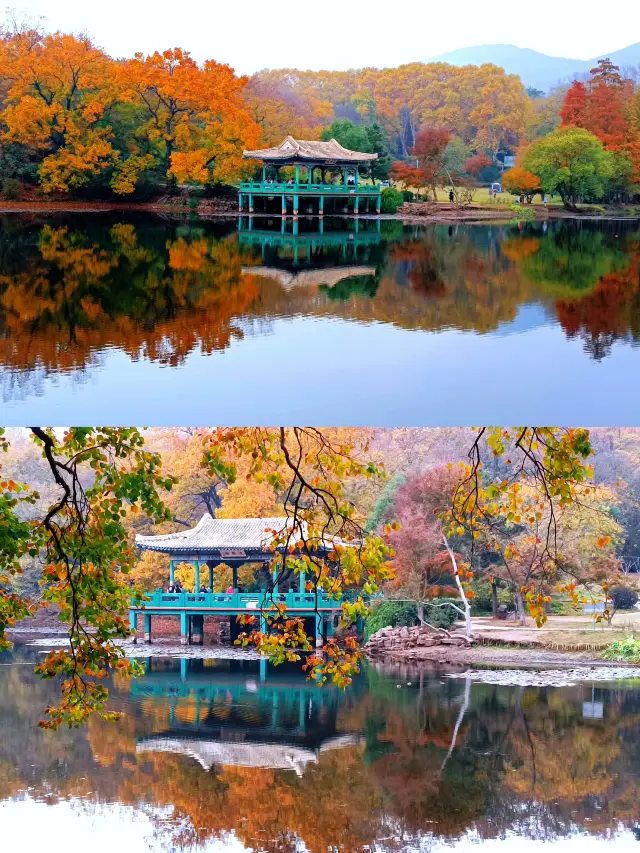 คู่มือชมใบไม้เปลี่ยนสีที่หนานจิง