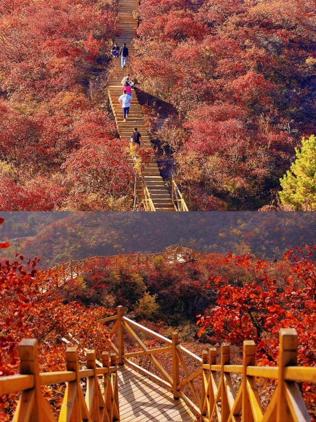 北京最美的賞紅葉棧道。