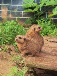 貴州｜森林野生動物園｜充滿自然魅力和野生動物奇觀的地方。