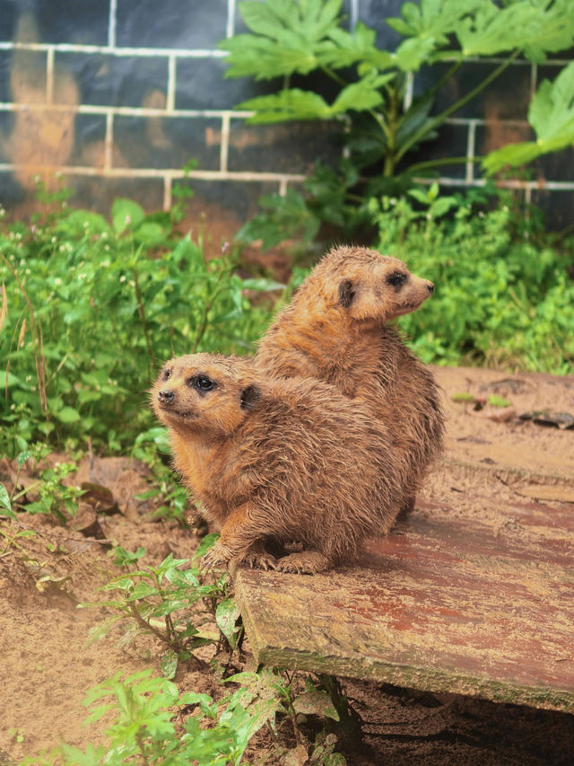 貴州｜森林野生動物園｜充滿自然魅力和野生動物奇觀的地方。