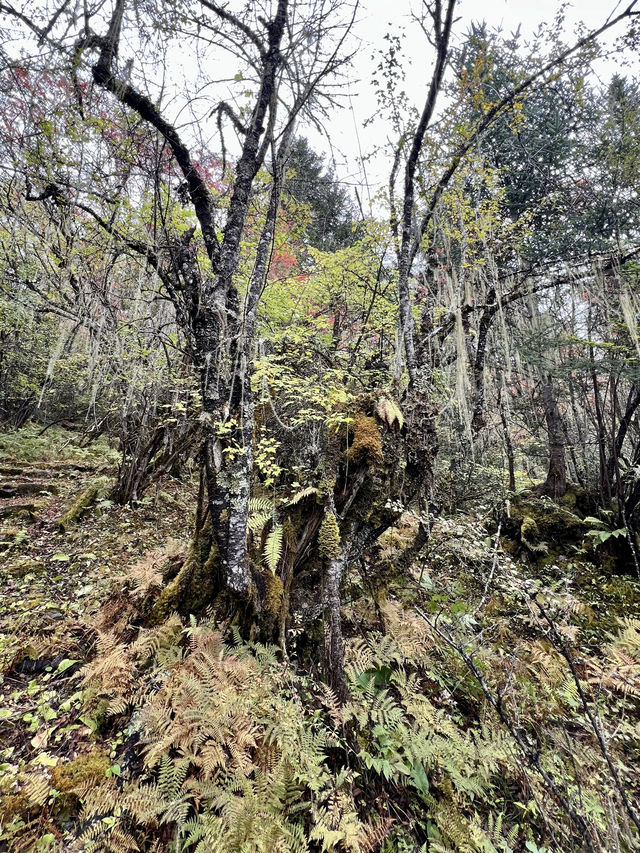 索松村 - 南迦巴瓦大本營 - 索松村。