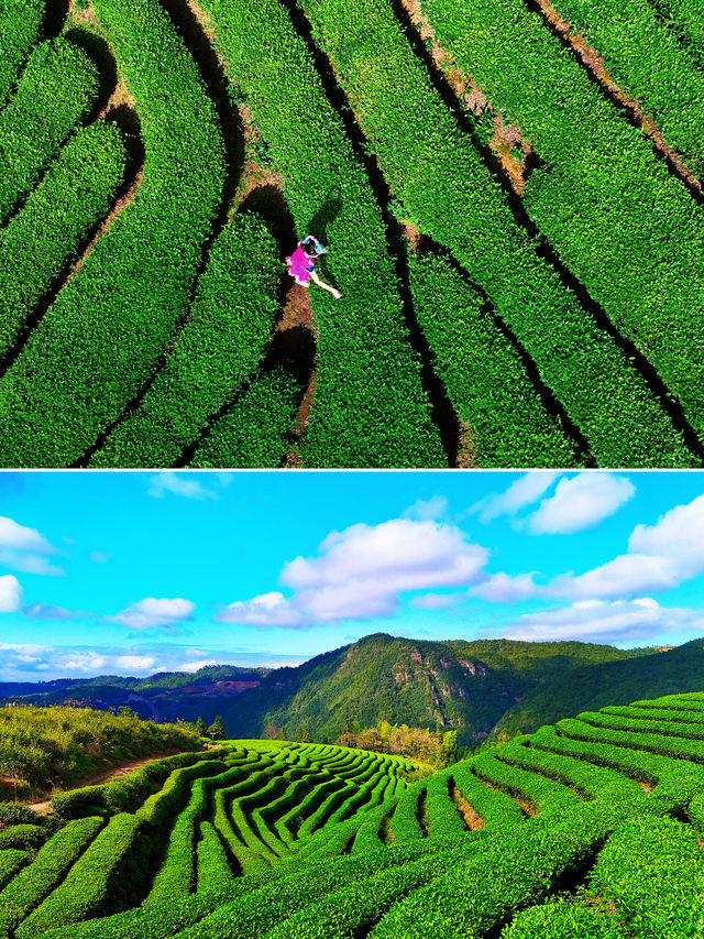 泰順治癒之旅｜溯源三杯香產地｜鳳垟茶場 。