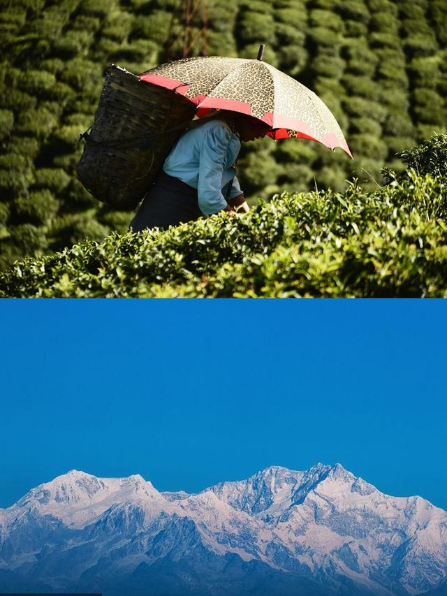 印度大吉嶺兩日遊，精彩不停歇！