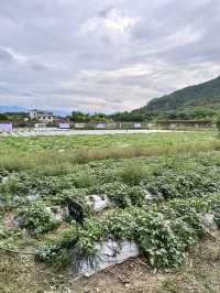 廣州駕車1小時：秋季生態度假新體驗。
