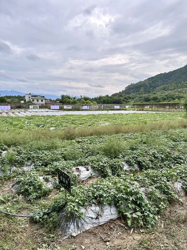 廣州駕車1小時：秋季生態度假新體驗。