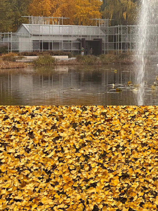 北京這個無人公園銀杏美得離譜。