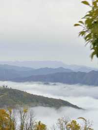 鎮安海棠山|雲海深處見海棠。
