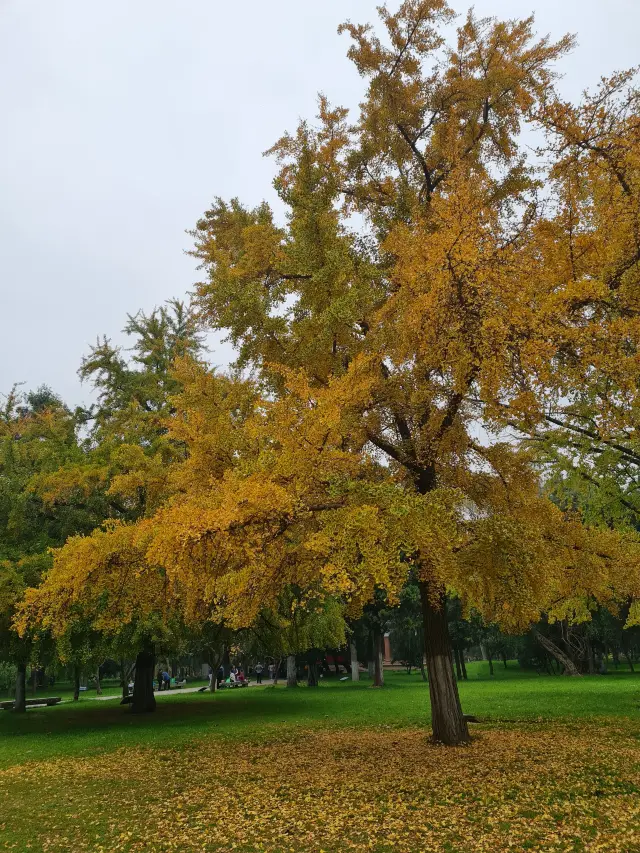 Ginkgo trees in Yangzhou. 